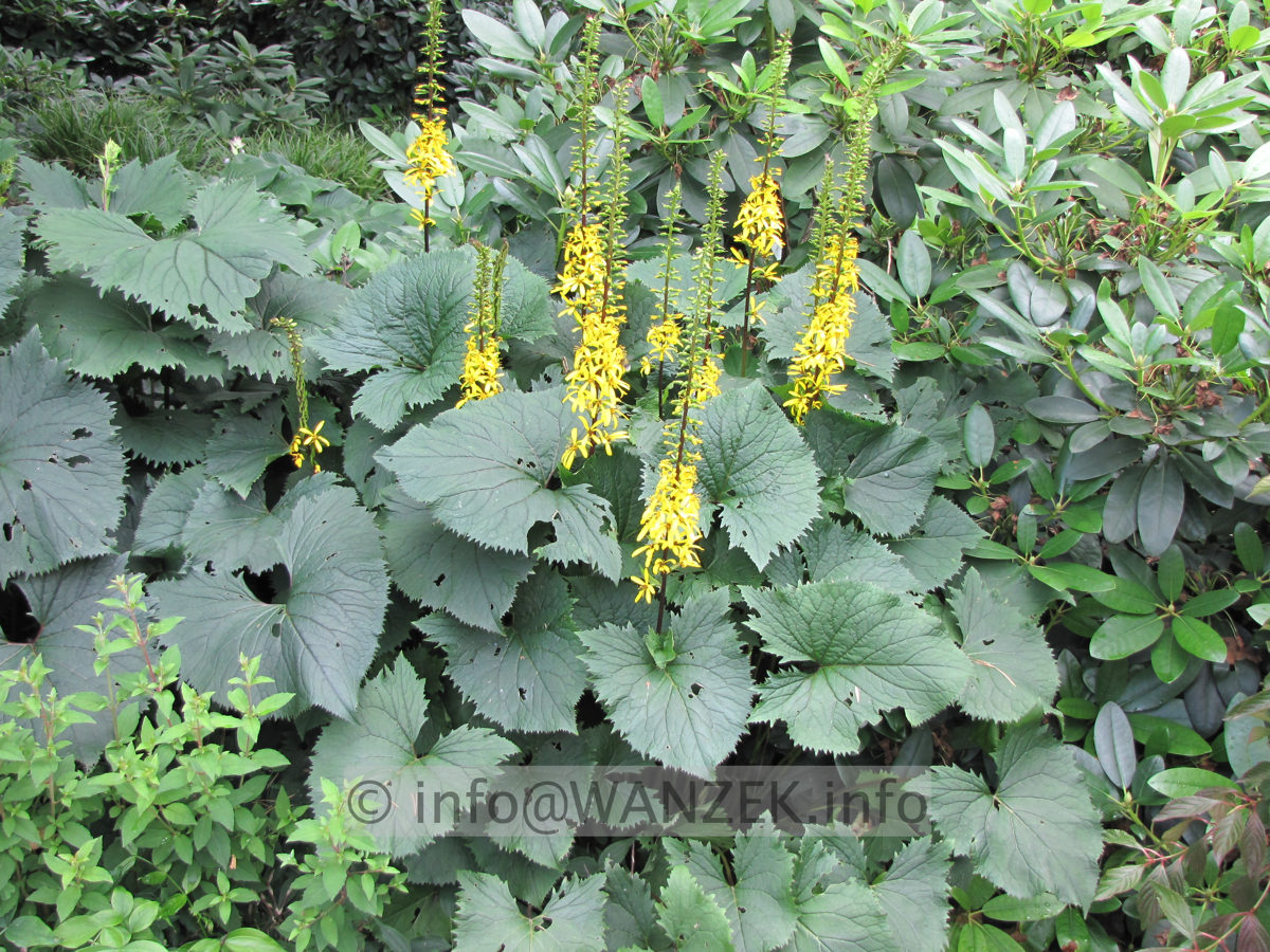 Ligularia stenocephala The Rocket Sol bluehend.JPG